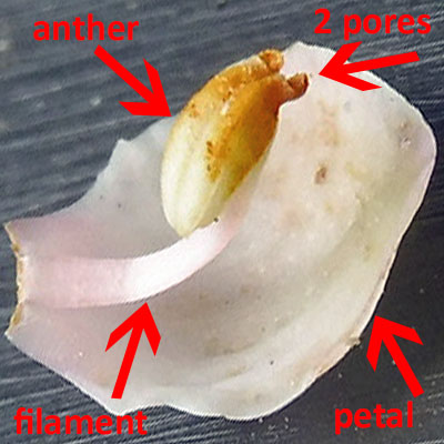 Pyrola americana - Pyrola rotundifolia  - Roundleaf Pyrola, flower, petal, filament, anther, pores 